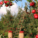 最古の果物｛りんご・林檎｝旬の時期とダイエットにも使える豊富な栄養価＆皮の効能！