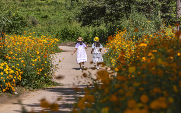 運気を上げる花 風水花 どこに置く 方角 種類 恋愛 開運 玄関まで 熱海グリーンガーデン ビューティ